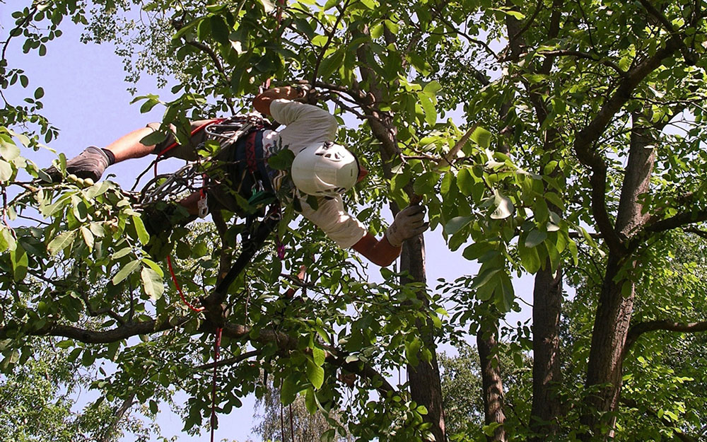 Baumpflegespezialist beim Klettern