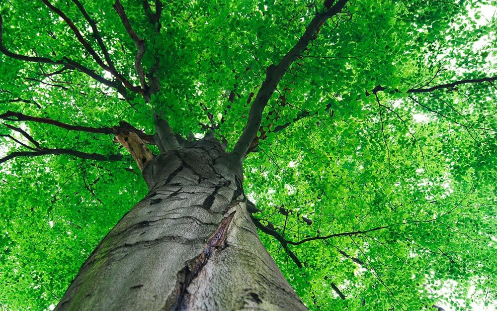 Baumpflege und Diagnose für Bäume in Privatgärten, Städten und Gemeinden kompetent und nachhaltig ausgeführt durch den Baumpflegespezialist FA.