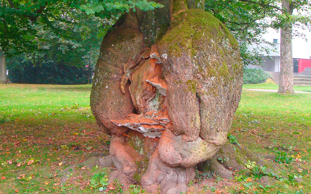 Baumpilz Baumdiagnose