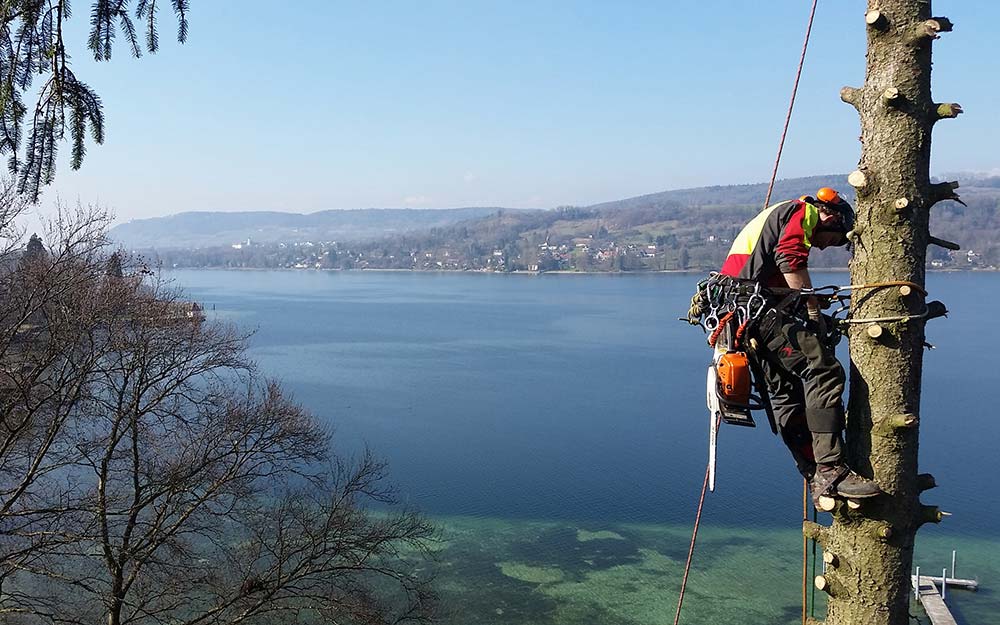 Baumfällung durch die Firma Baumart
