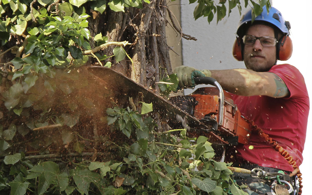 Baumfällung mit Motorsäge
