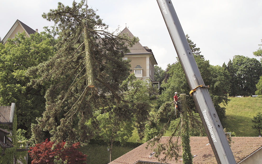 Baumfällung mit Kran