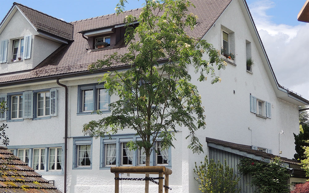 Baumpflanzung mit Dreibock