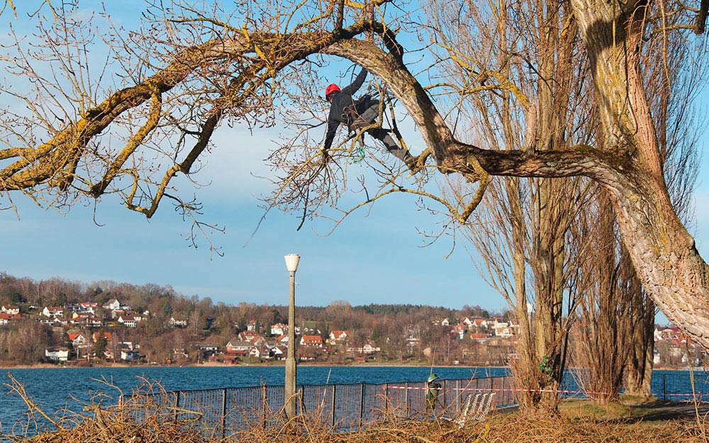 Baumpfleger der Firma Baumart