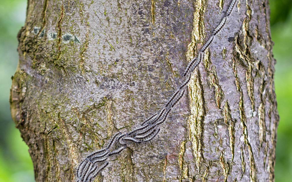 Eichenprozessionsspinner