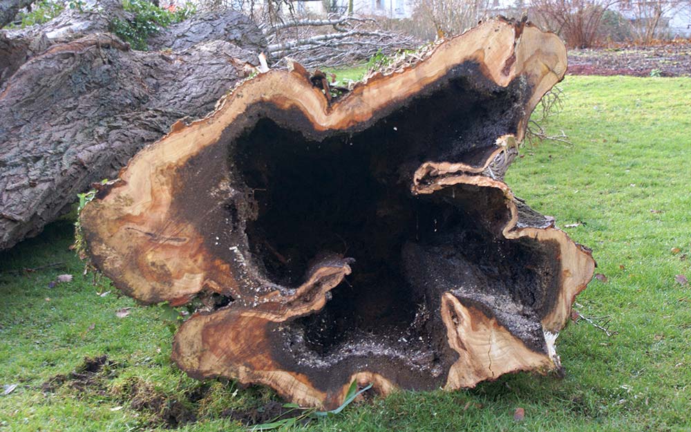 gefällter Baum mit Innenfäule