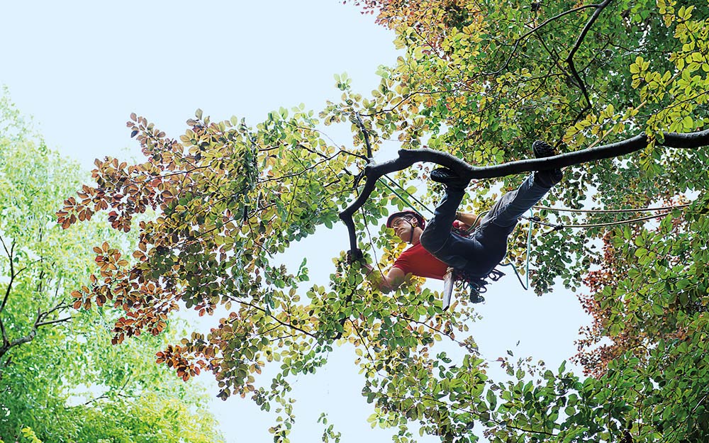 Baumschnitt – Kronenschnitt