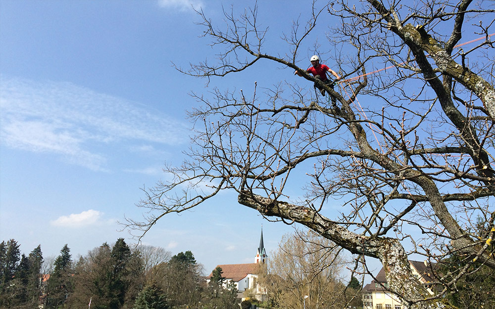 Kronenschnitt durch die Firma Baumart
