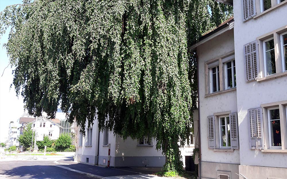 Baumstandortoptimierung