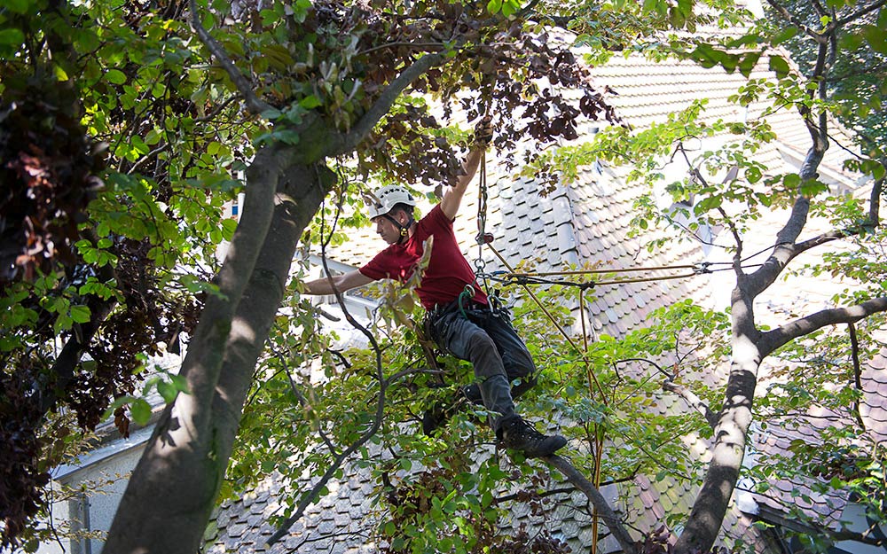 Baumpflegespezialist