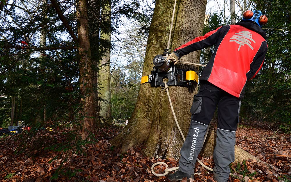 Baumpflegespezialist Baumart