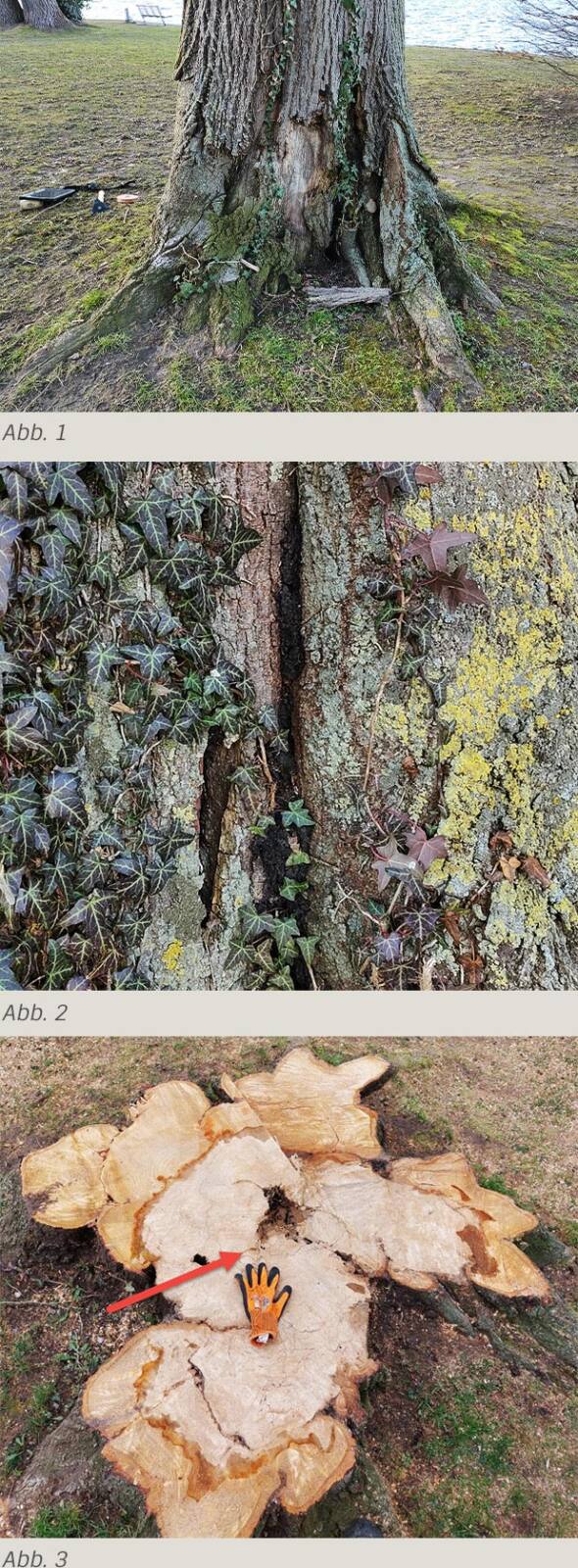 Baumdiagnose einer Silber-Linde