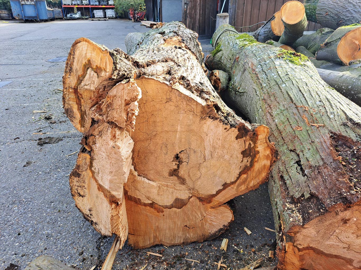 Silber-Linde Moderfäule
