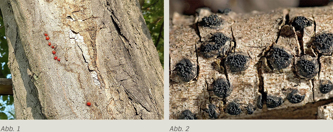 Anthostoma Decipiens