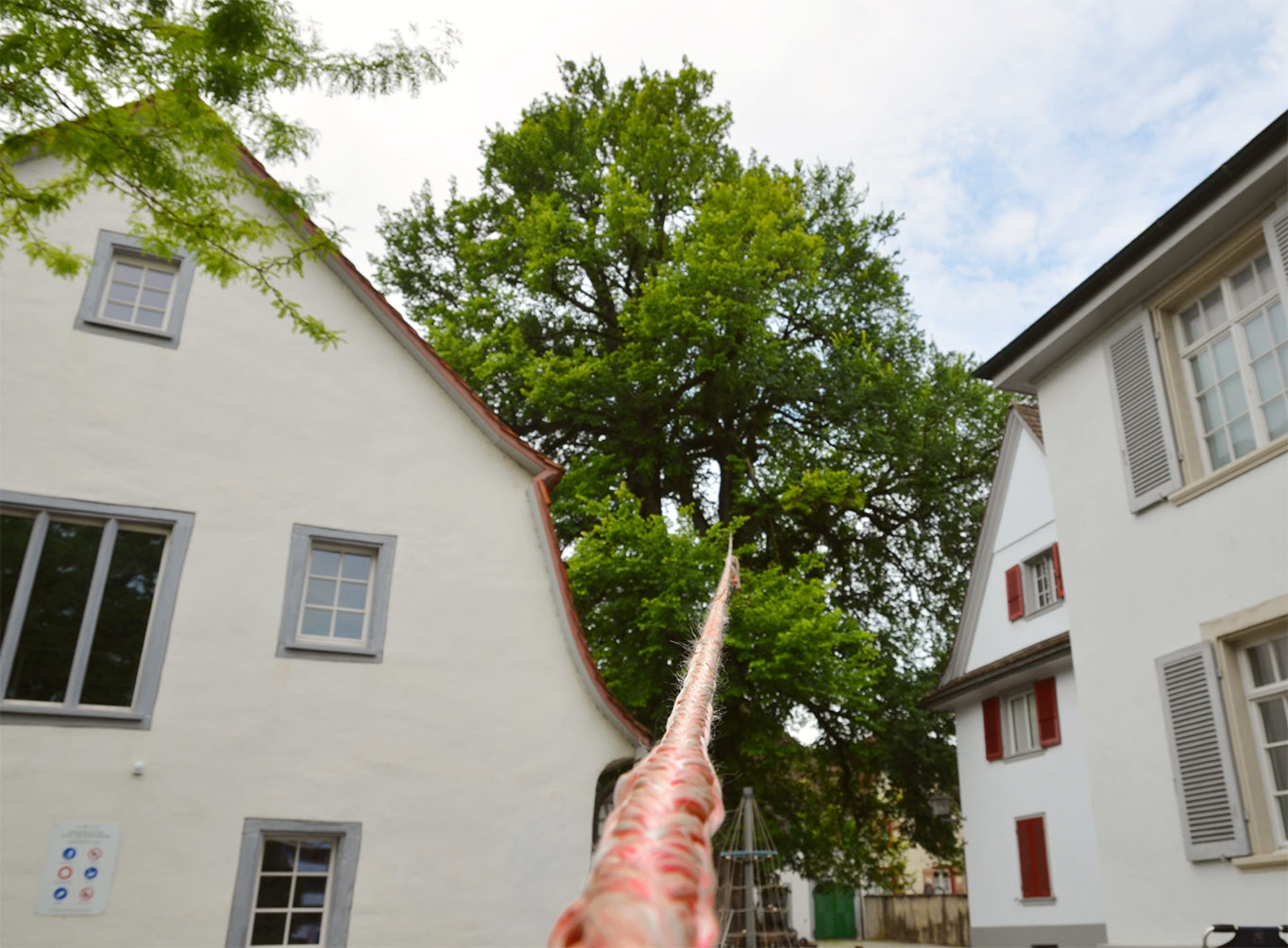Zugversuch an einer Ulme in Kreuzlingen