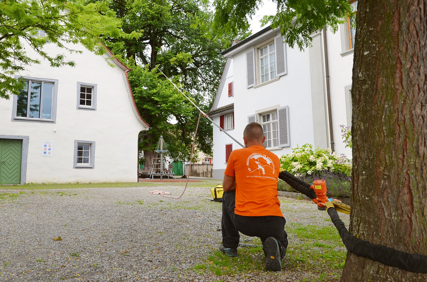 Zugversuch an einer Ulme