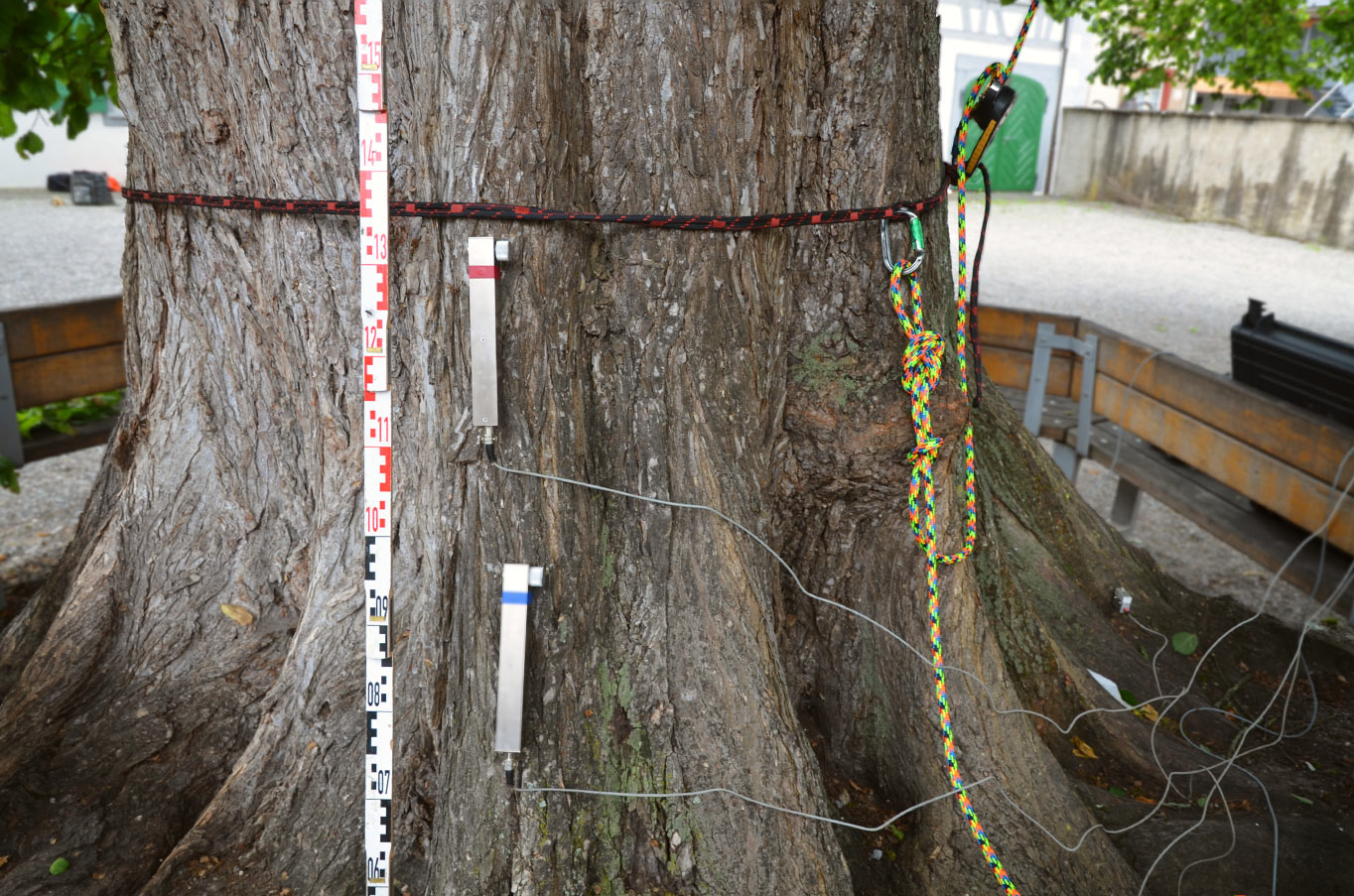 Messgeräte am Stamm einer Ulme
