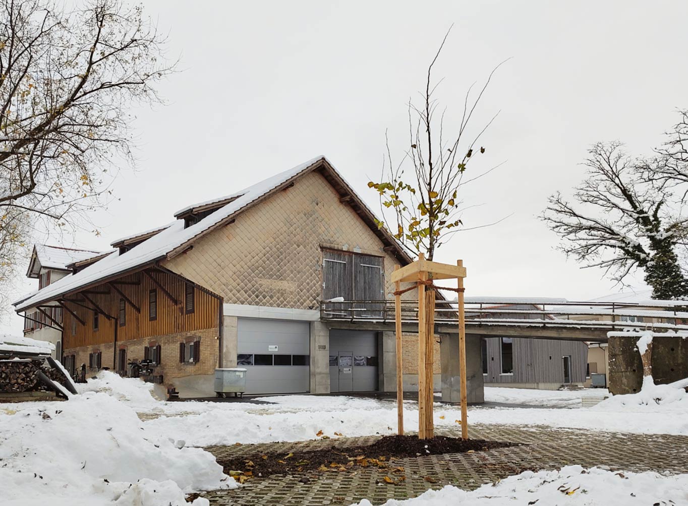 Baumart Flatterulme Ulmus laevis